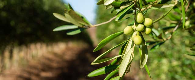 Visite d'une oliveraie en Provence