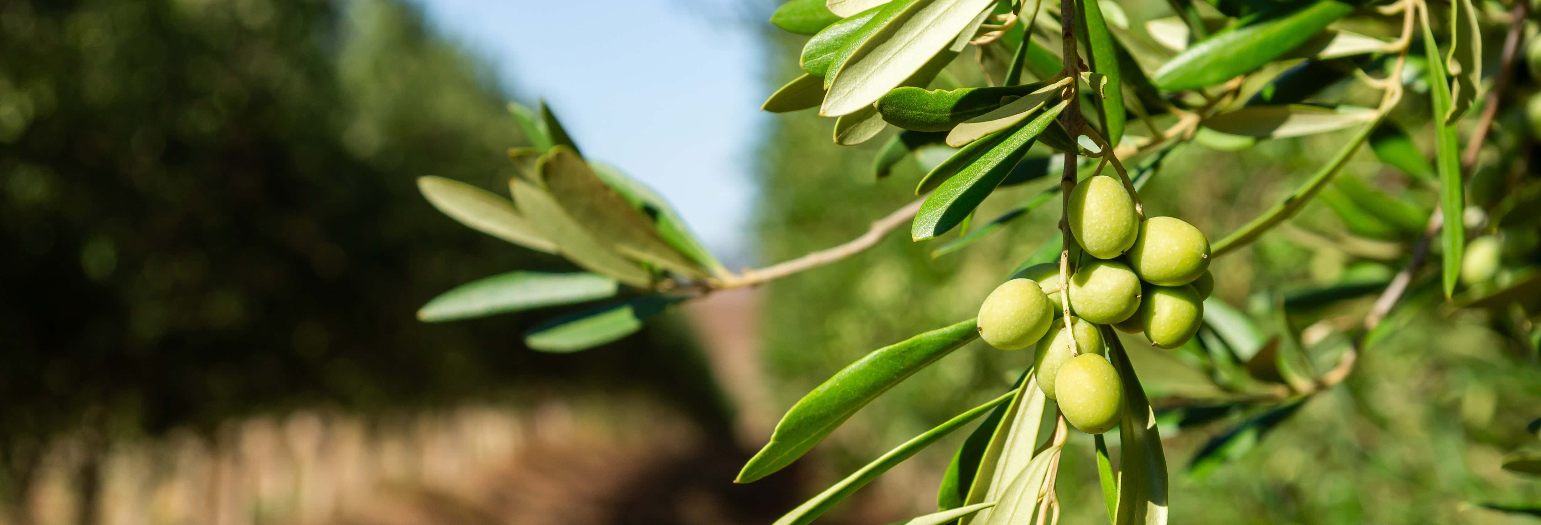Visita a un uliveto della Provenza