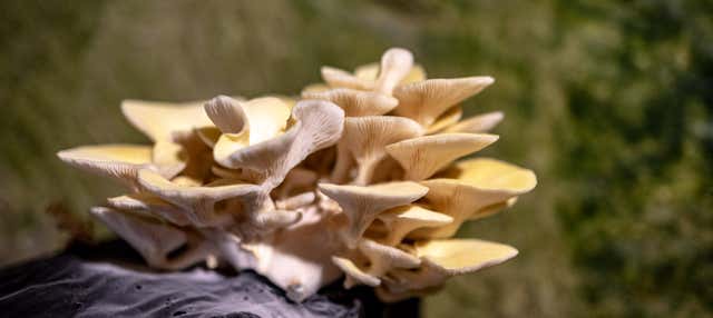 Biglietti per il Museo del Champignon