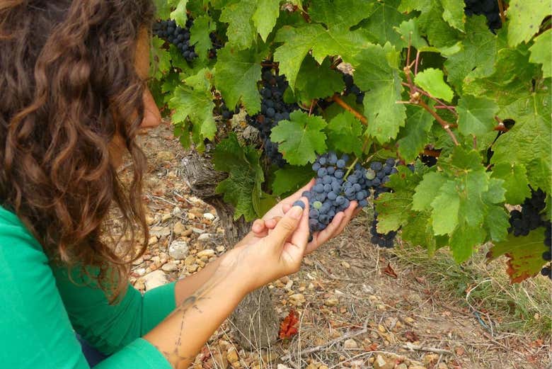 Vineyard Tour in Saumur