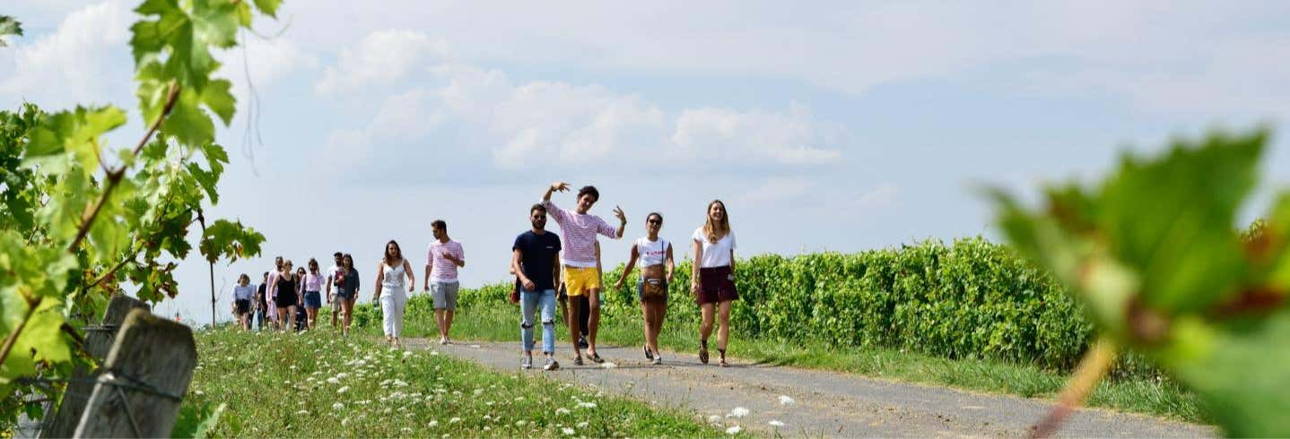 Vineyard Tour in Saumur