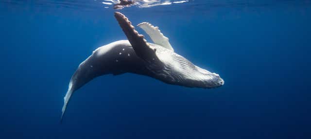 Avvistamento di balene a Tahiti
