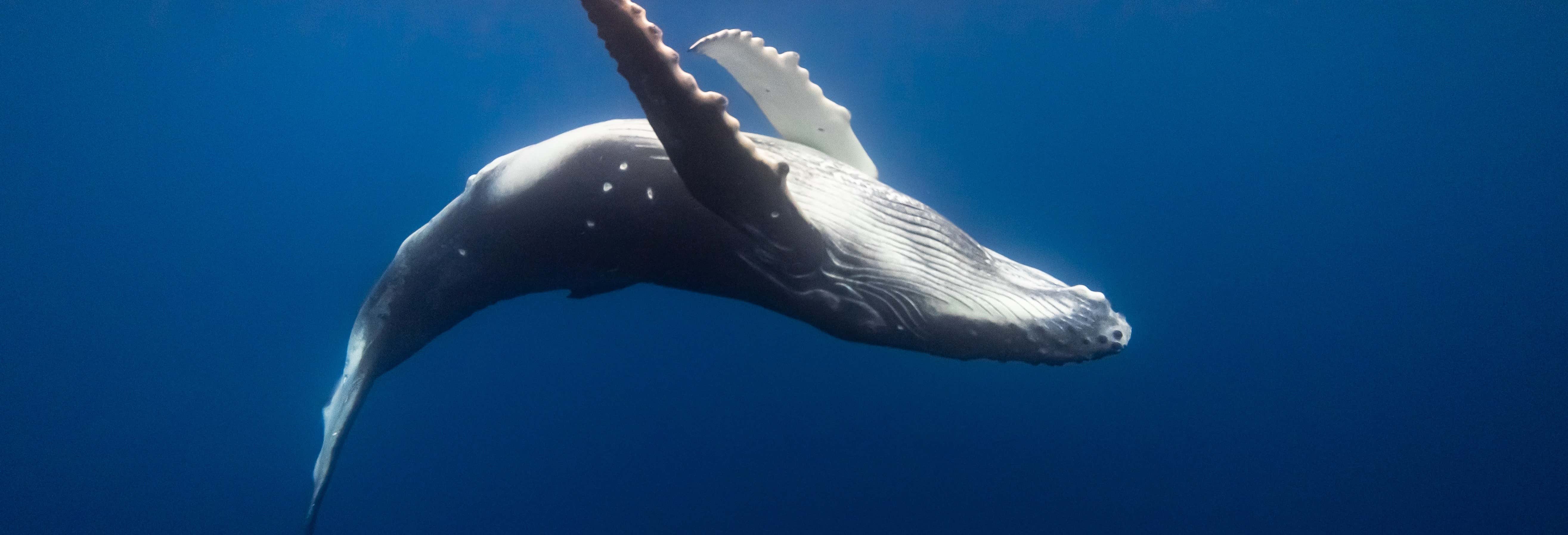 Avvistamento di balene a Tahiti