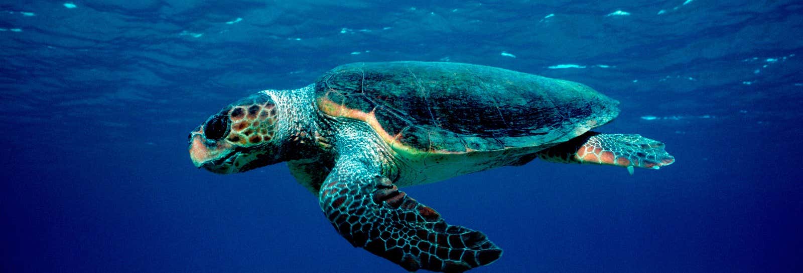 Giro in barca con fondo trasparente + Avvistamento di tartarughe