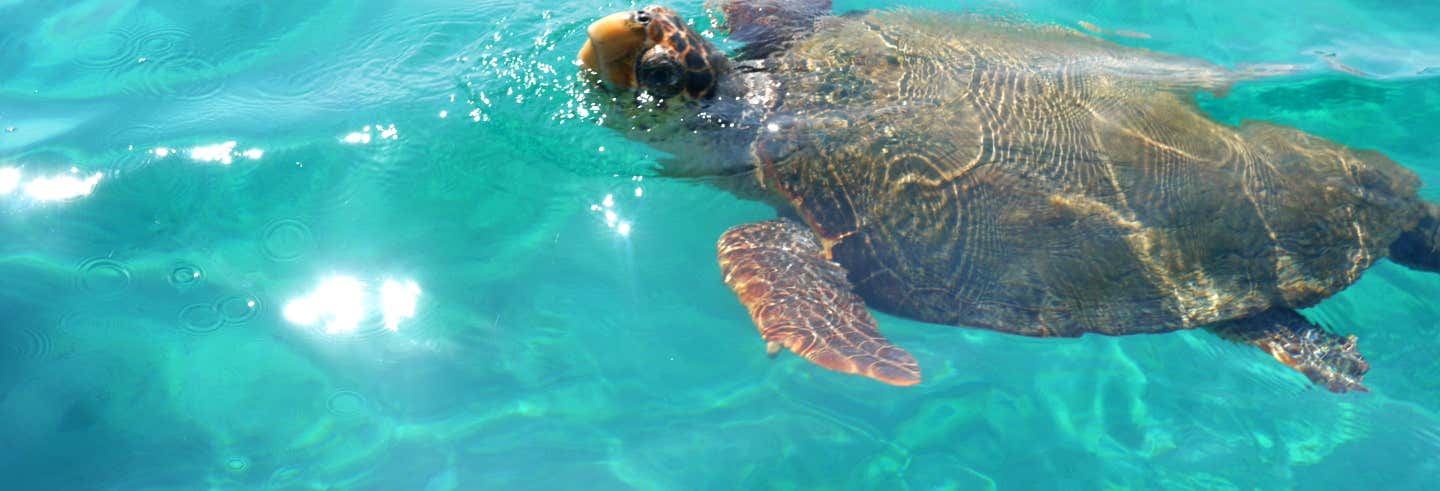 Crociera con avvistamento di tartarughe