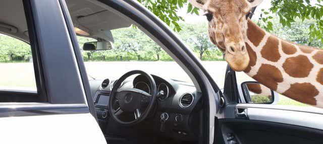 Escursione all'Auto Safari Chapín