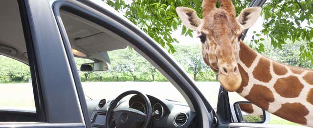 Excursion à l'Auto Safari Chapín