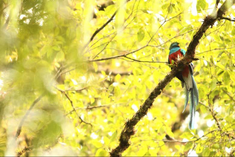 Semuc Champey, Cobán & Quetzal 3-Day Tour