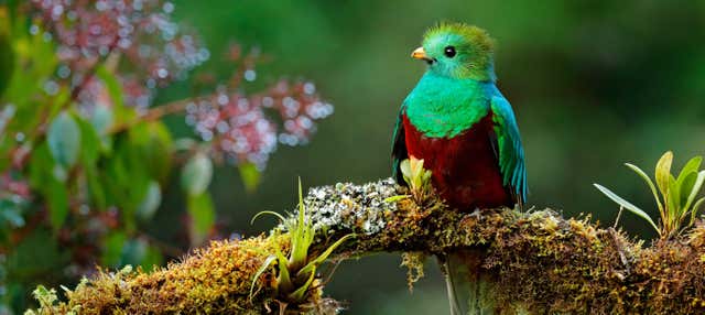 Semuc Champey, Cobán e il santuario del Quetzal in 3 giorni