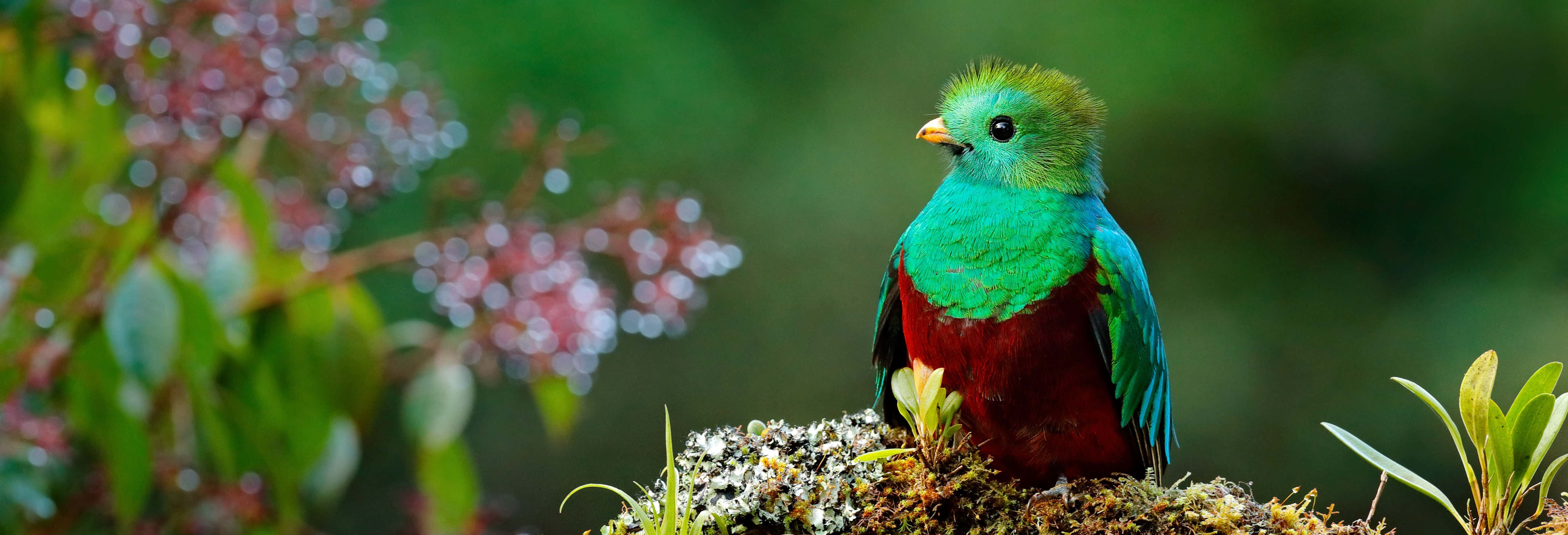 Semuc Champey, Cobán e il santuario del Quetzal in 3 giorni