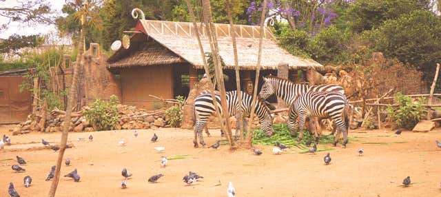 Visita dello zoo La Aurora di prima mattina