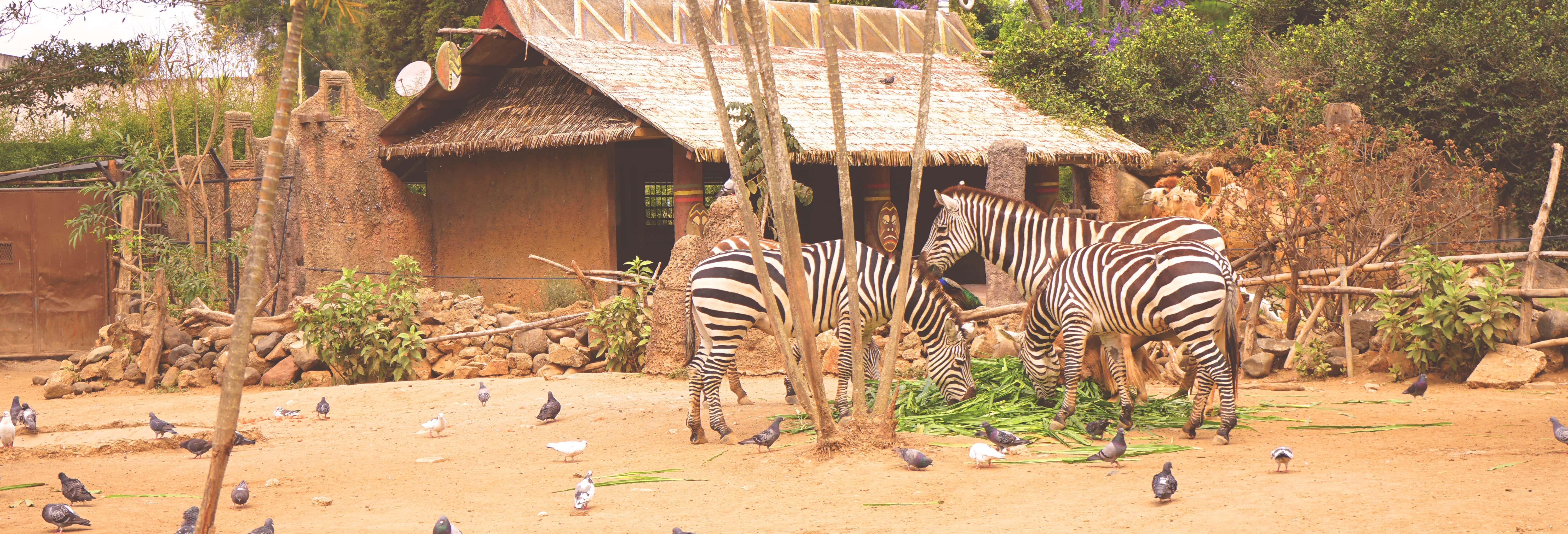 Visita dello zoo La Aurora di prima mattina