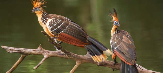 Birdwatching sul fiume Mahaica