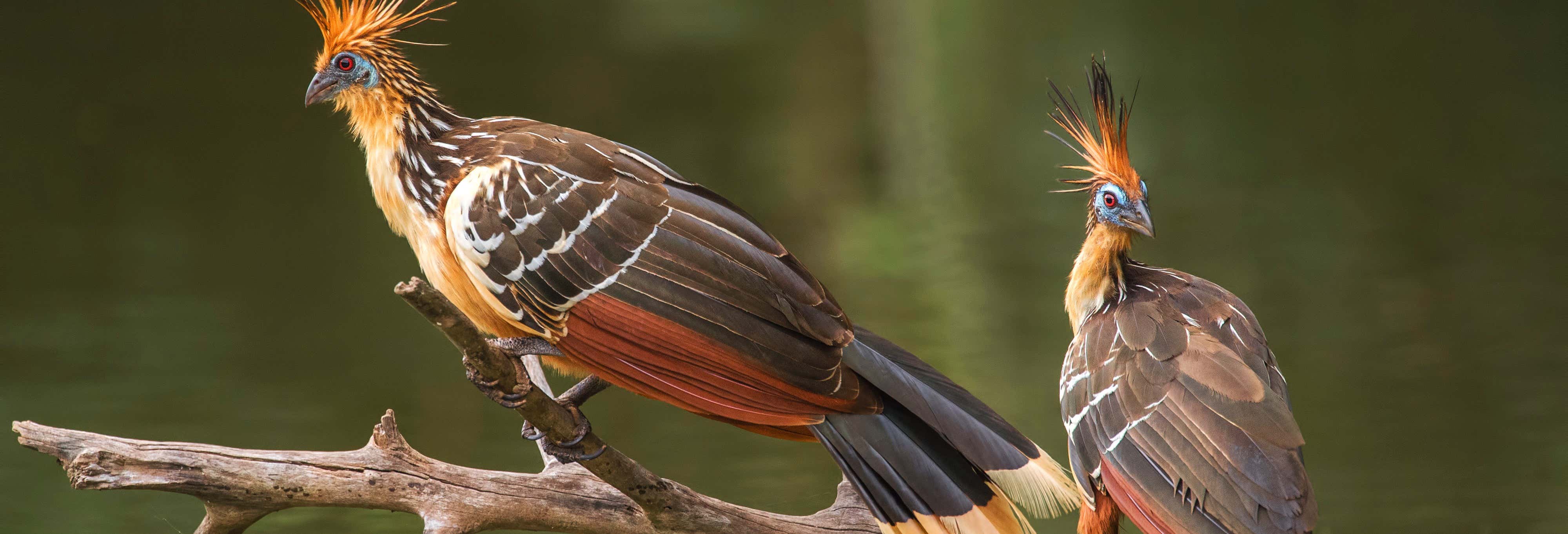 Birdwatching sul fiume Mahaica