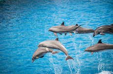 Snorkelling & Dolphin Watching in West Bay
