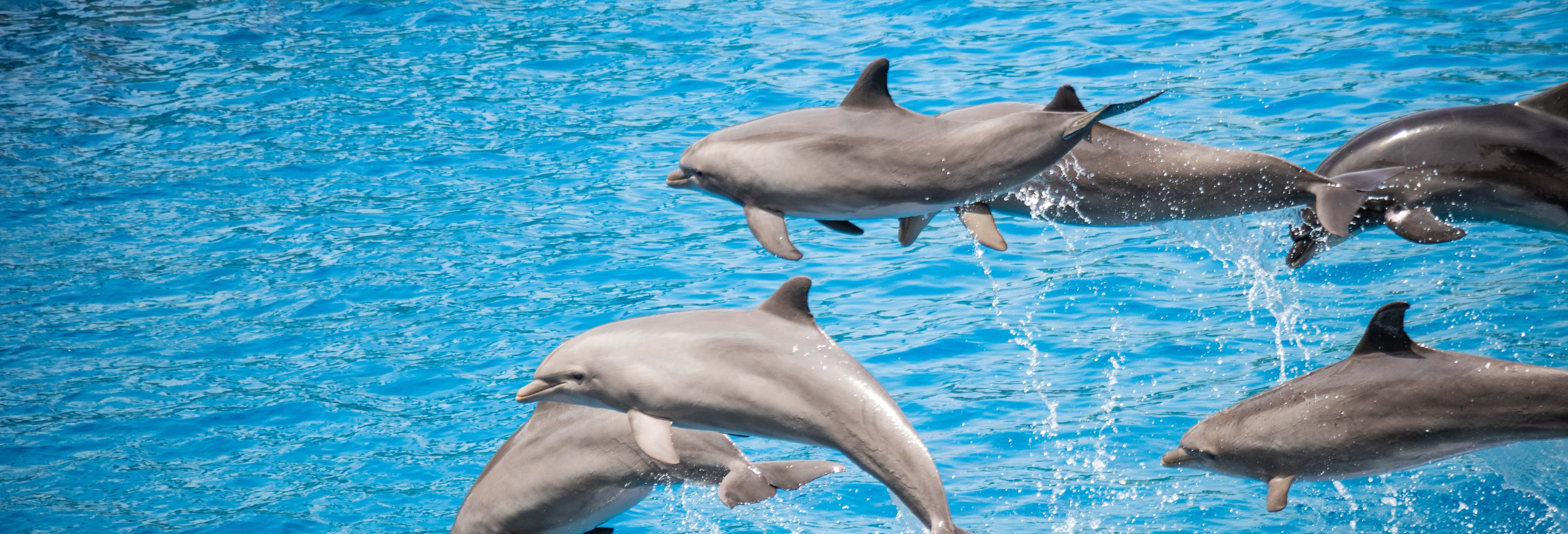 Snorkeling a West Bay + Avvistamento di delfini