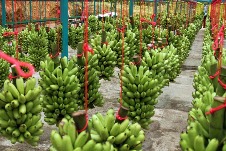 San Pedro Sula Private Tour