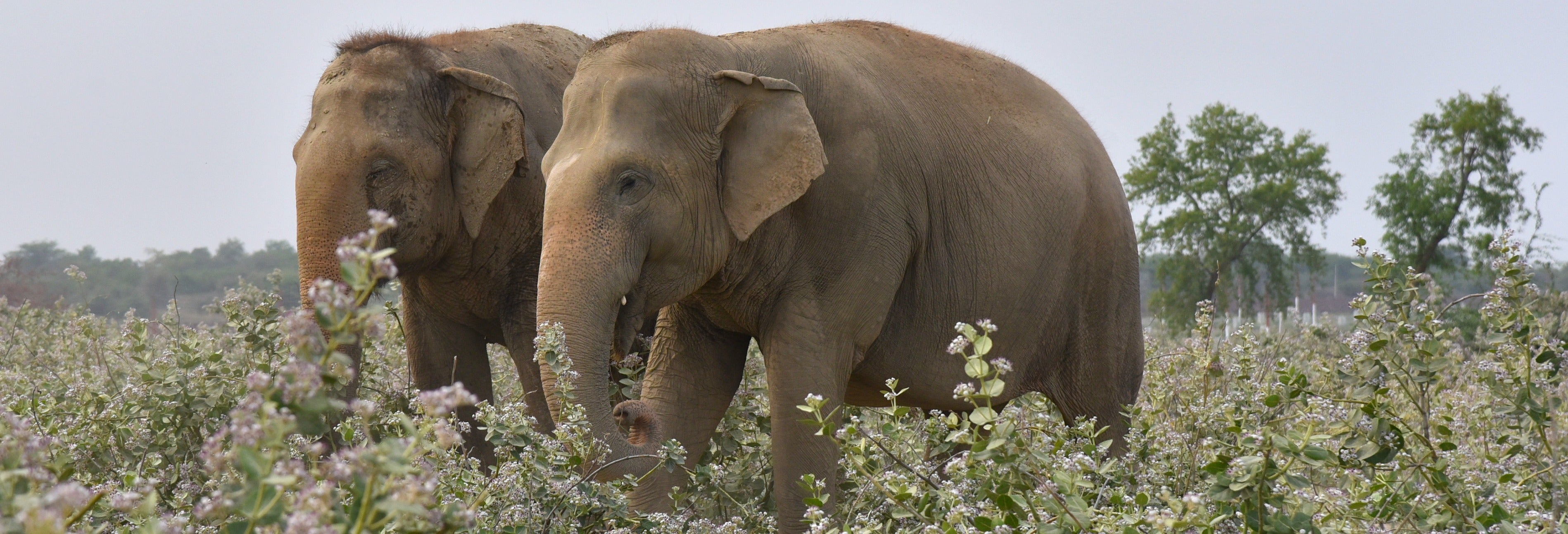 Excursão ao Centro de Preservação e Cuidado de Elefantes