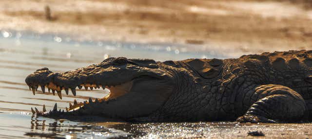 Safari nella valle del Chambal