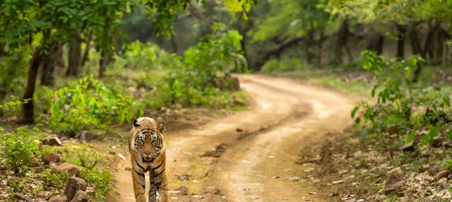 Tour di 8 giorni nel Triangolo d'Oro + Ranthambore