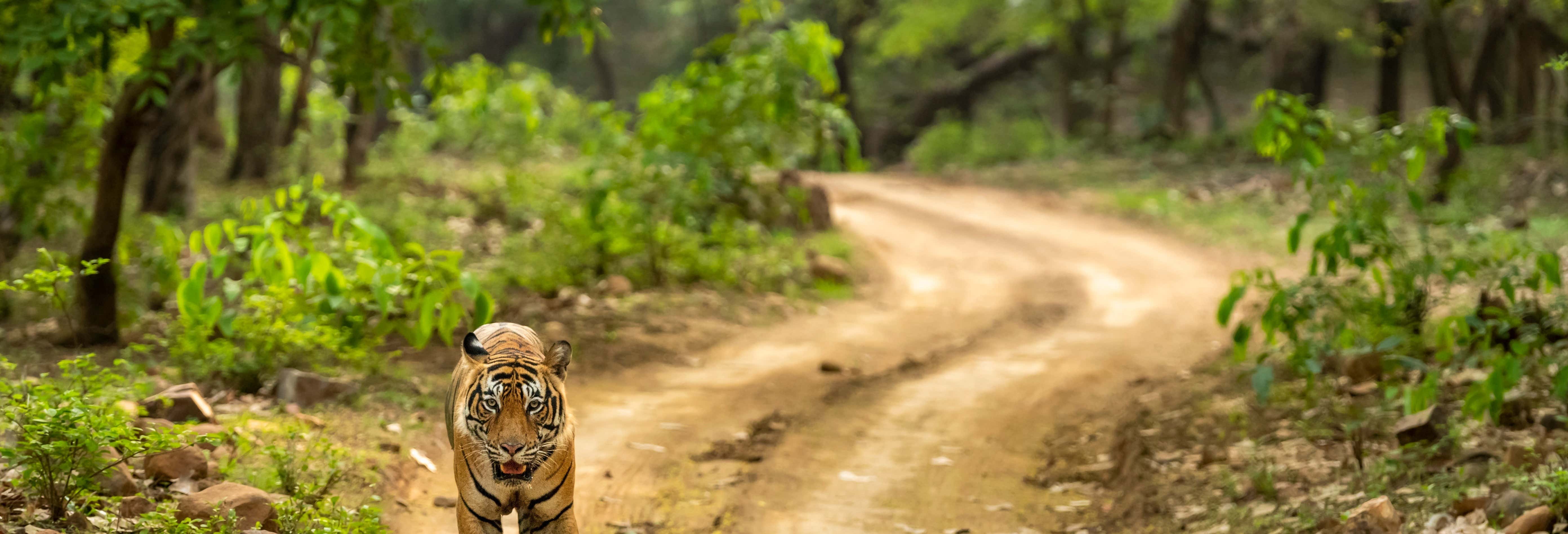 Tour di 8 giorni nel Triangolo d'Oro + Ranthambore