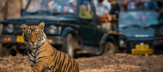 Safari di 2 giorni a Ranthambore
