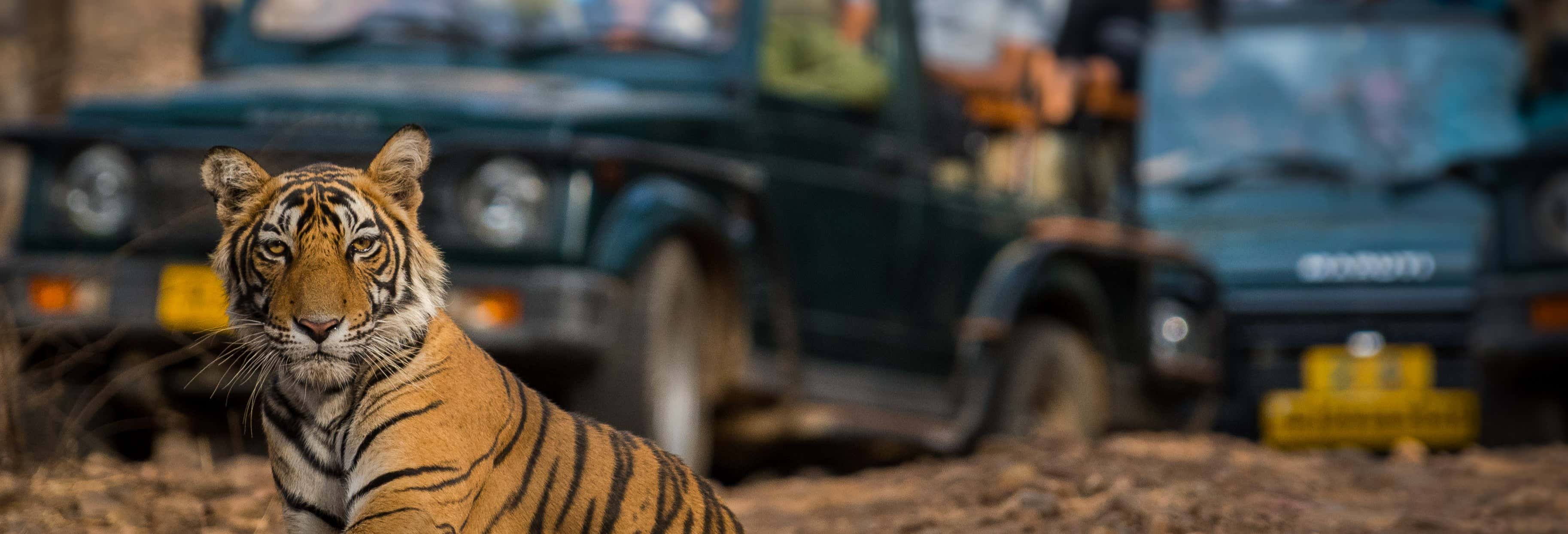 Safari di 2 giorni a Ranthambore