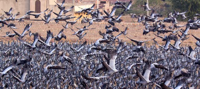 Escursione a Osian e Khichan