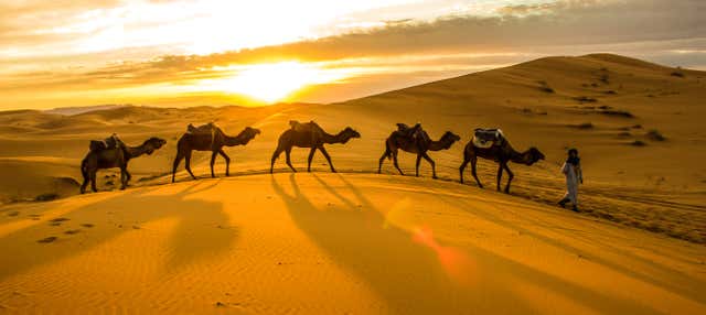 Giro privato in cammello nel deserto di Thar