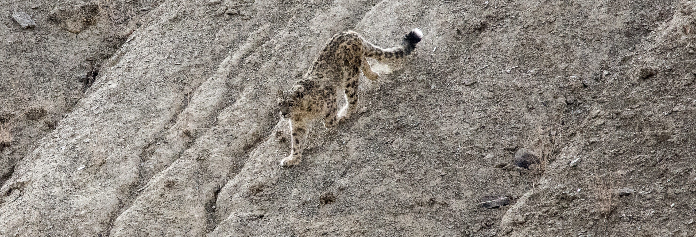 Jawai Dam Safari