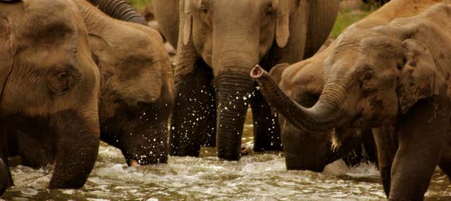 Escursione privata al belvedere degli elefanti di Anakulam