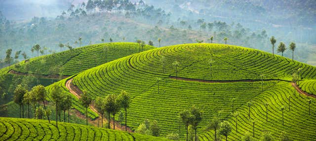 Trekking sulle colline di Letchmi e alle piantagioni di té di Munnar