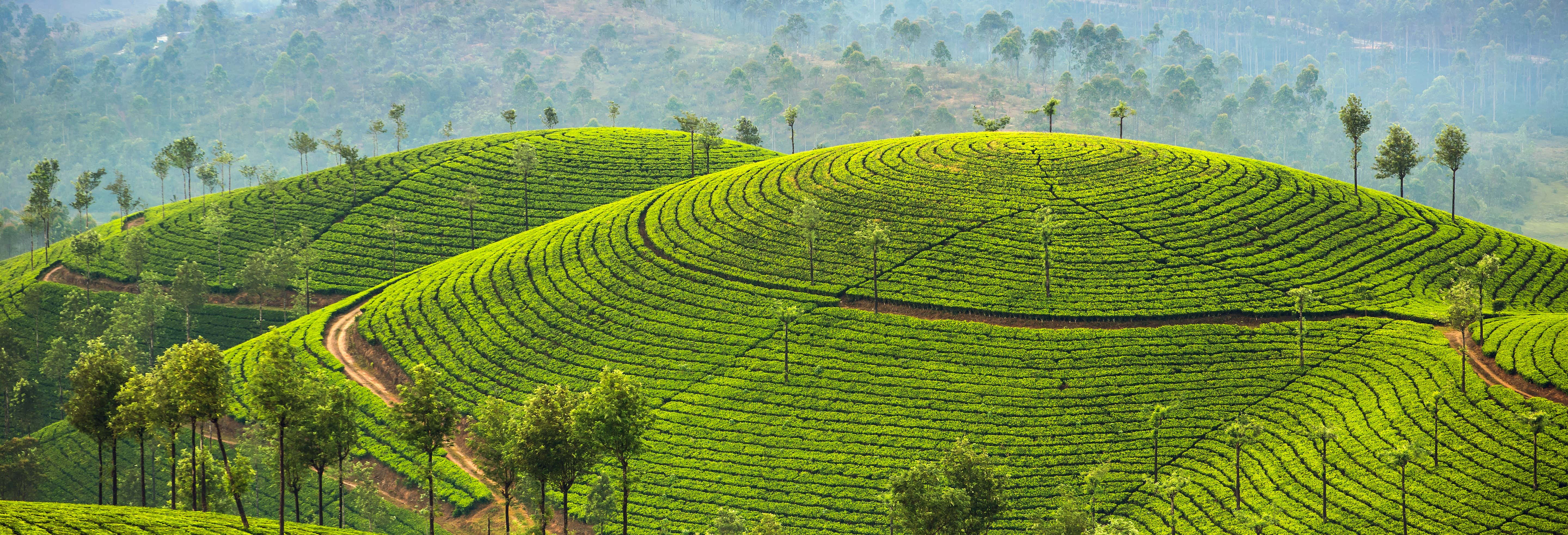 Letchmi Hills + Munnar Tea Plantation Hike