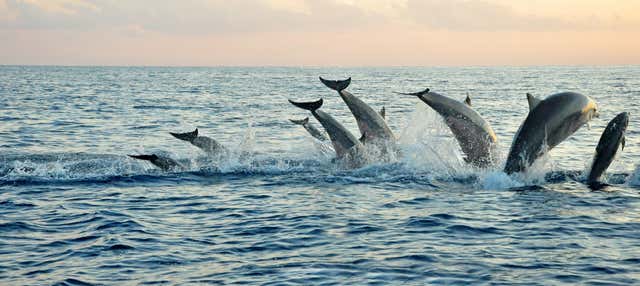 Bagno con i delfini a Lovina