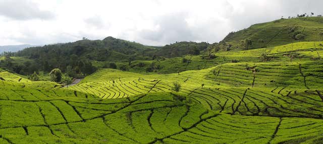 Escursione privata alle piantagioni del tè e alla cascata Cimachi