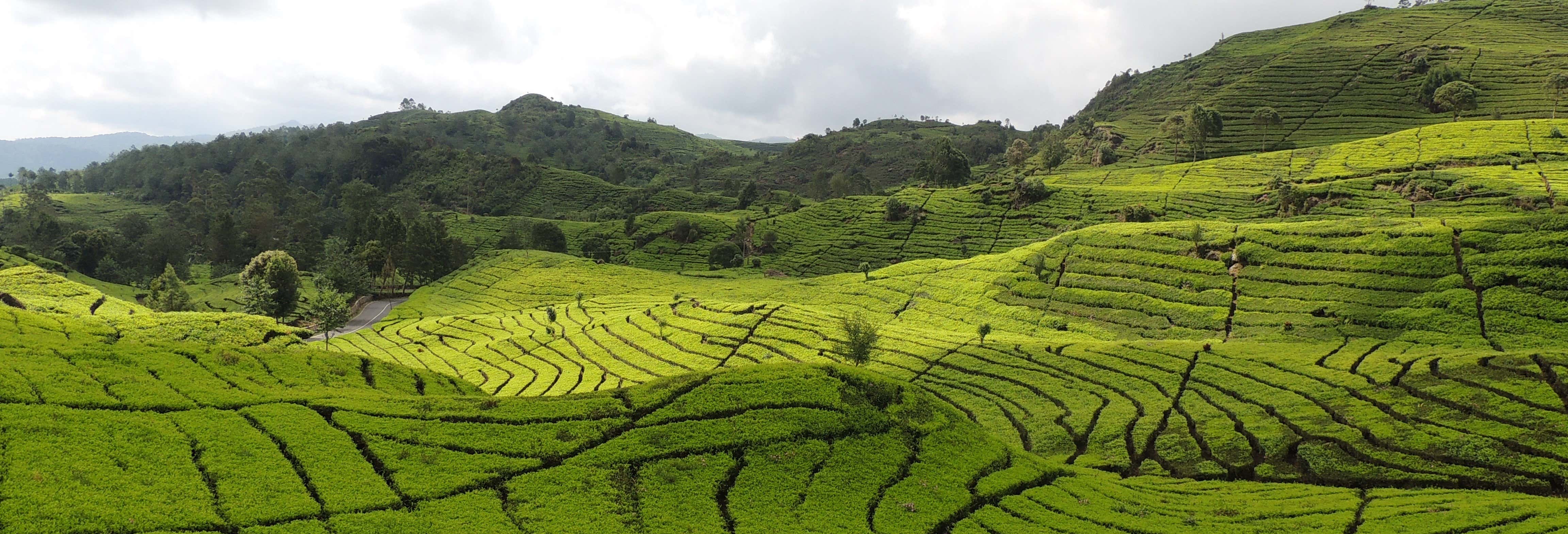 Bandung Tea Plantation Private Day Trip