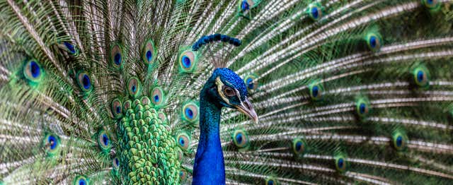 Entrada a Bali Bird Park