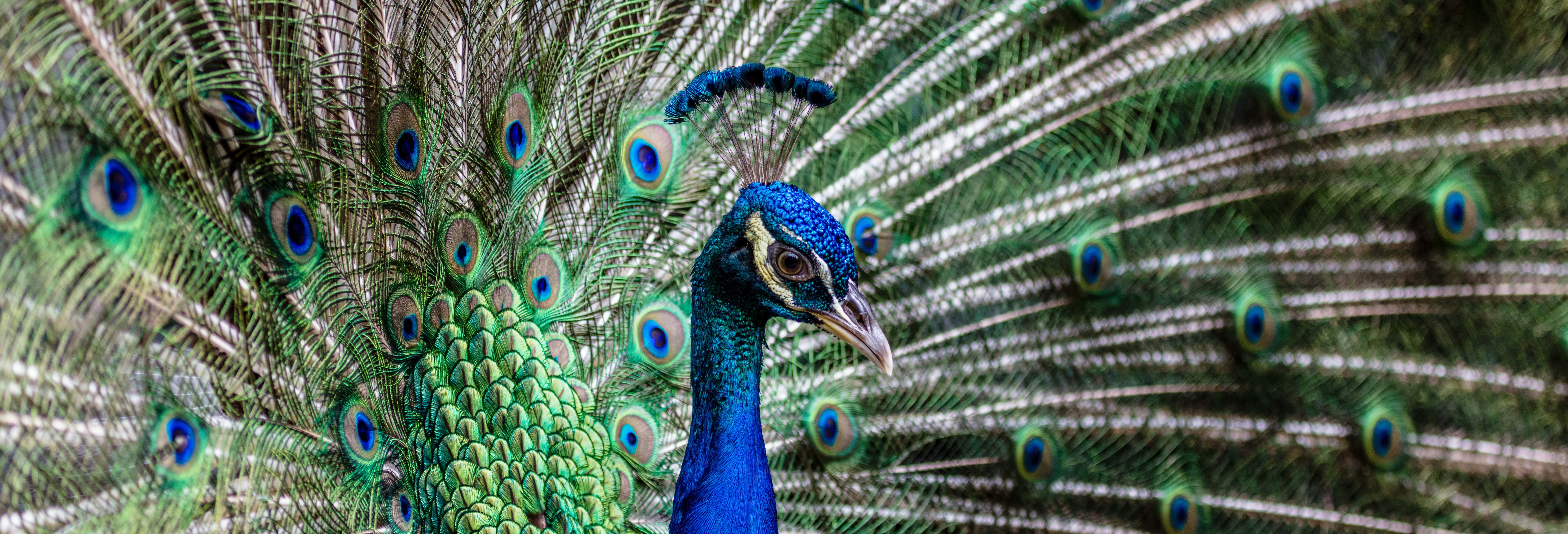 Billet pour le Bali Bird Park