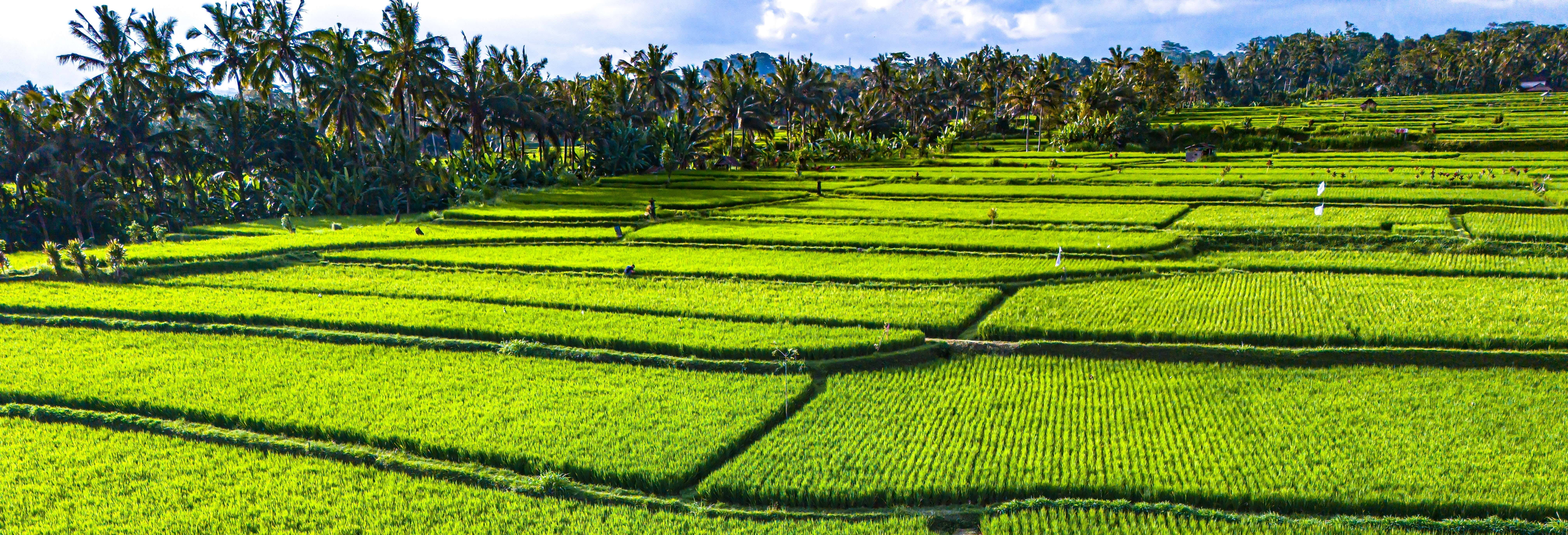 Gianyar