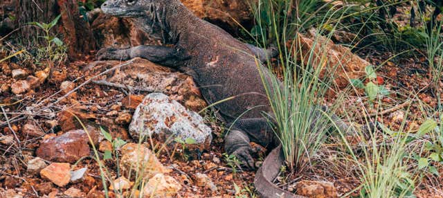 Tour di 2 giorni delle isole del drago di Komodo