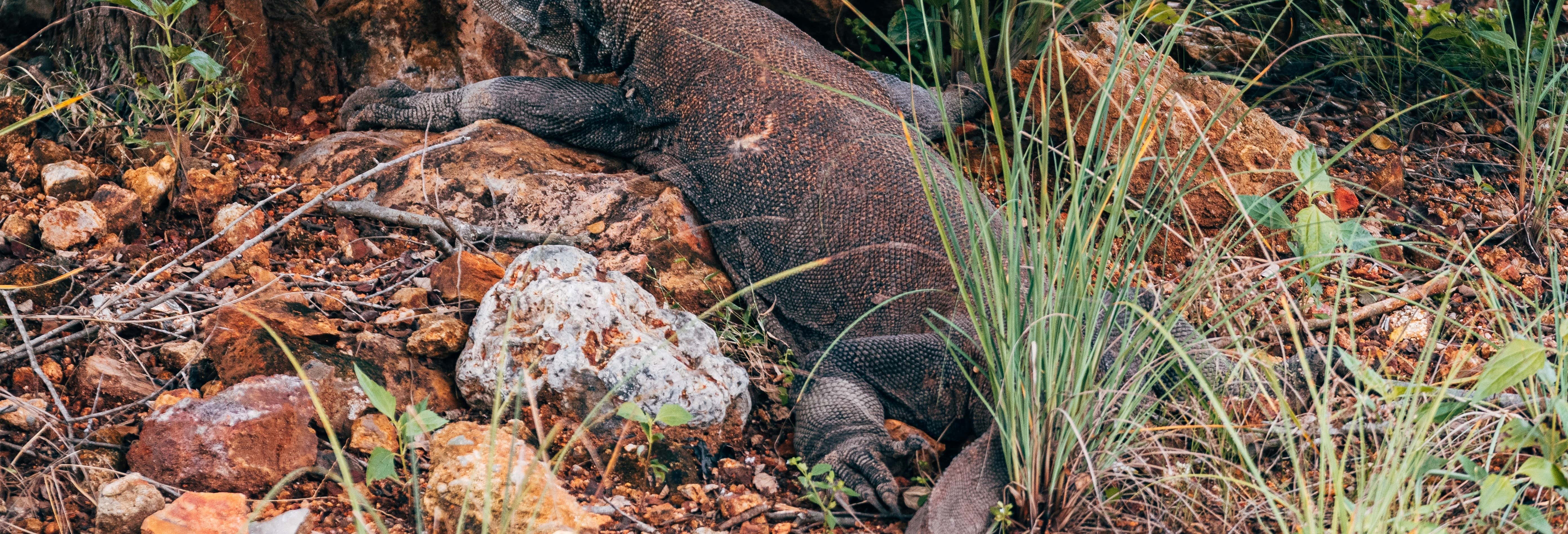 Komodo Island 2 Day Tour