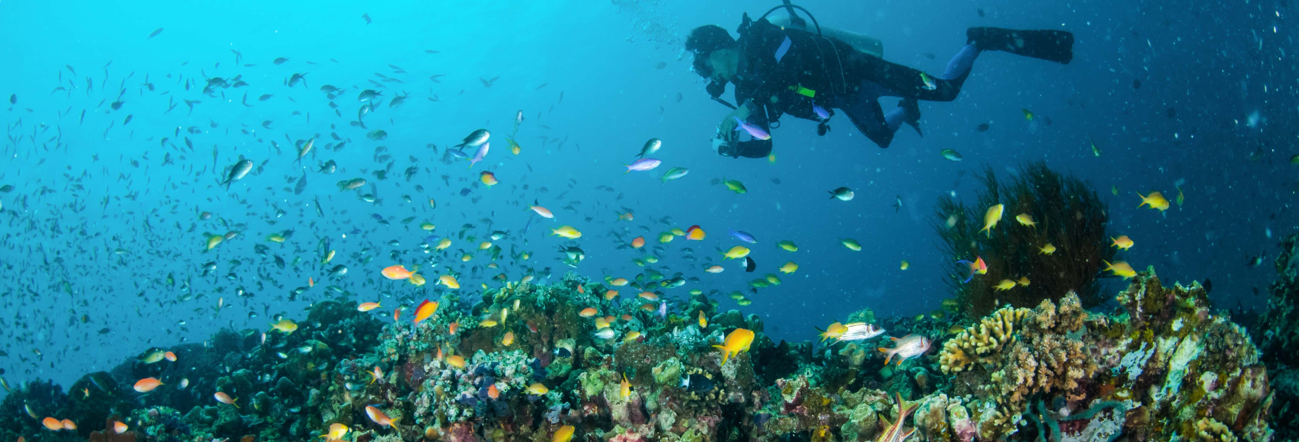 Discover Scuba Dive in Lombok