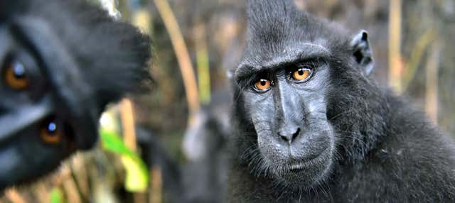 Tour privato di 3 giorni della Riserva Naturale Tangkoko