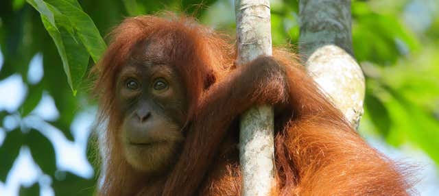 Avvistamento di oranghi a Gunung Leuser per 3 o 4 giorni