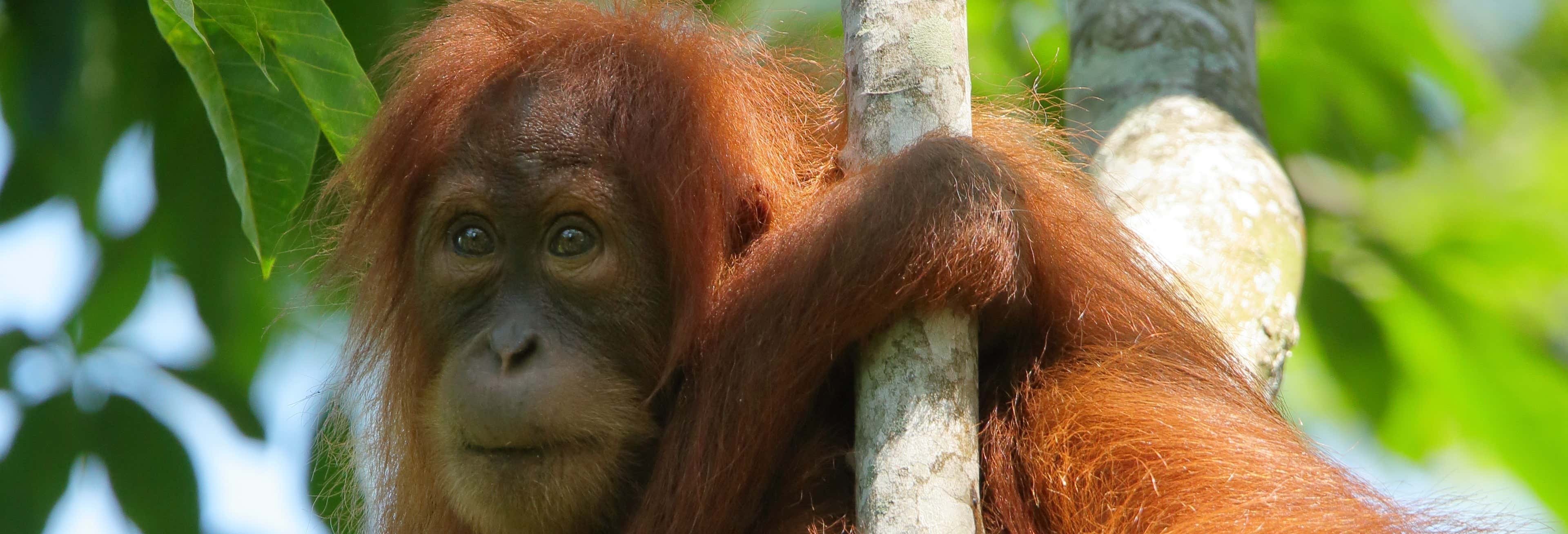 Avvistamento di oranghi a Gunung Leuser per 3 o 4 giorni