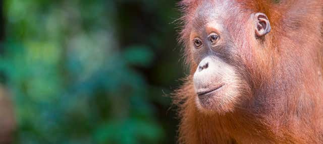 Escursione privata al Parco Nazionale Gunung Leuser