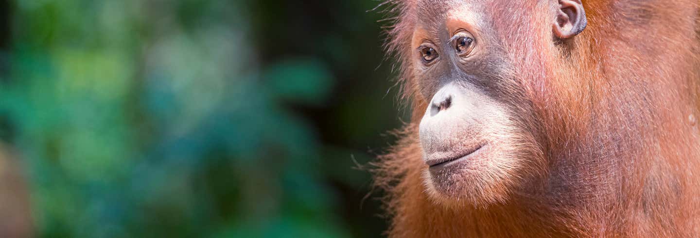 Escursione privata al Parco Nazionale Gunung Leuser