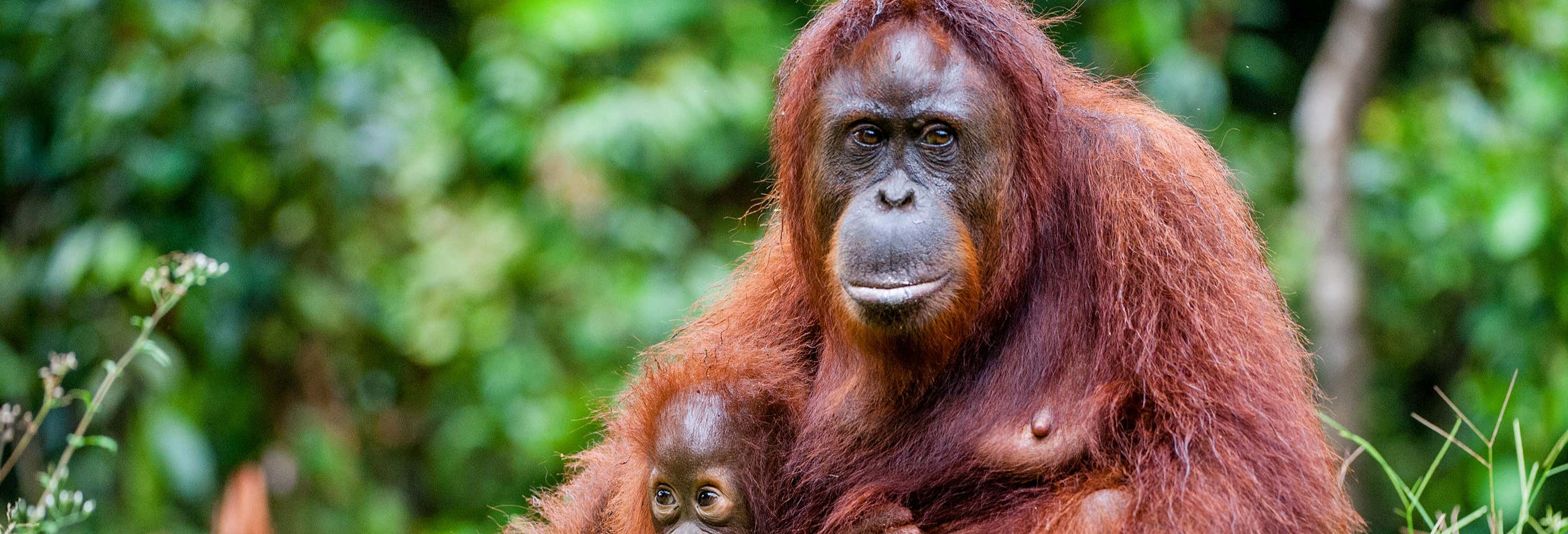 3-Day Borneo Cruise