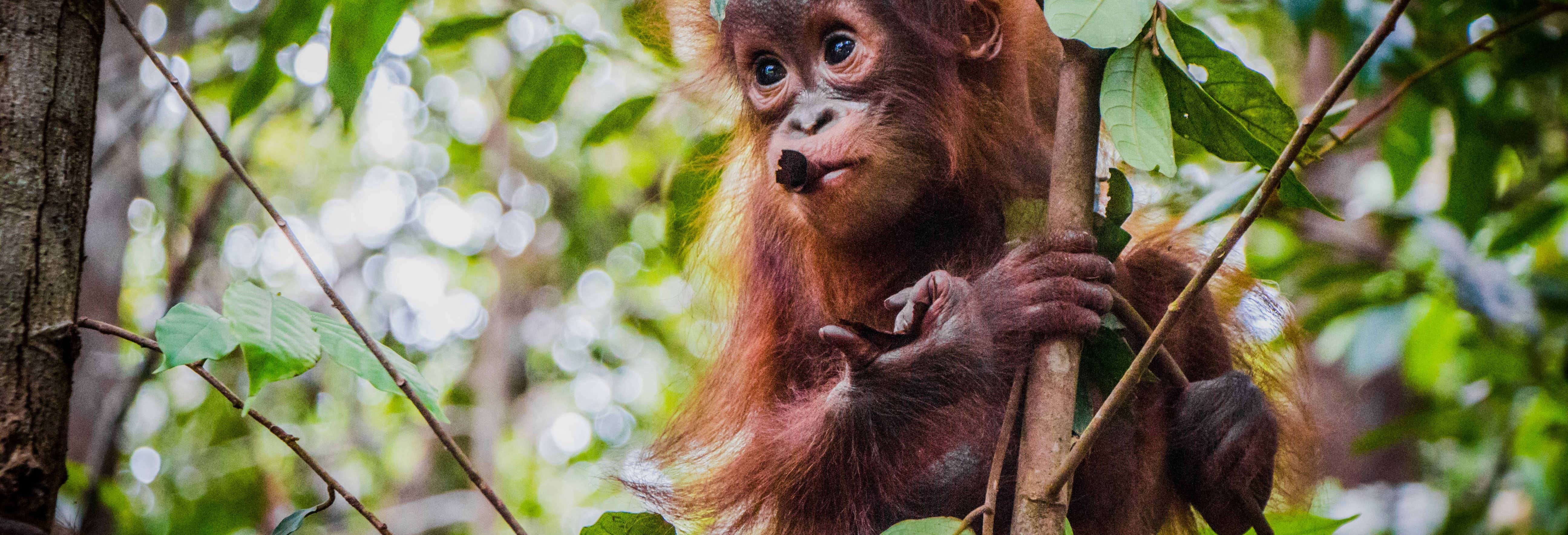 Borneo Private Cruise + Orangutan Watching