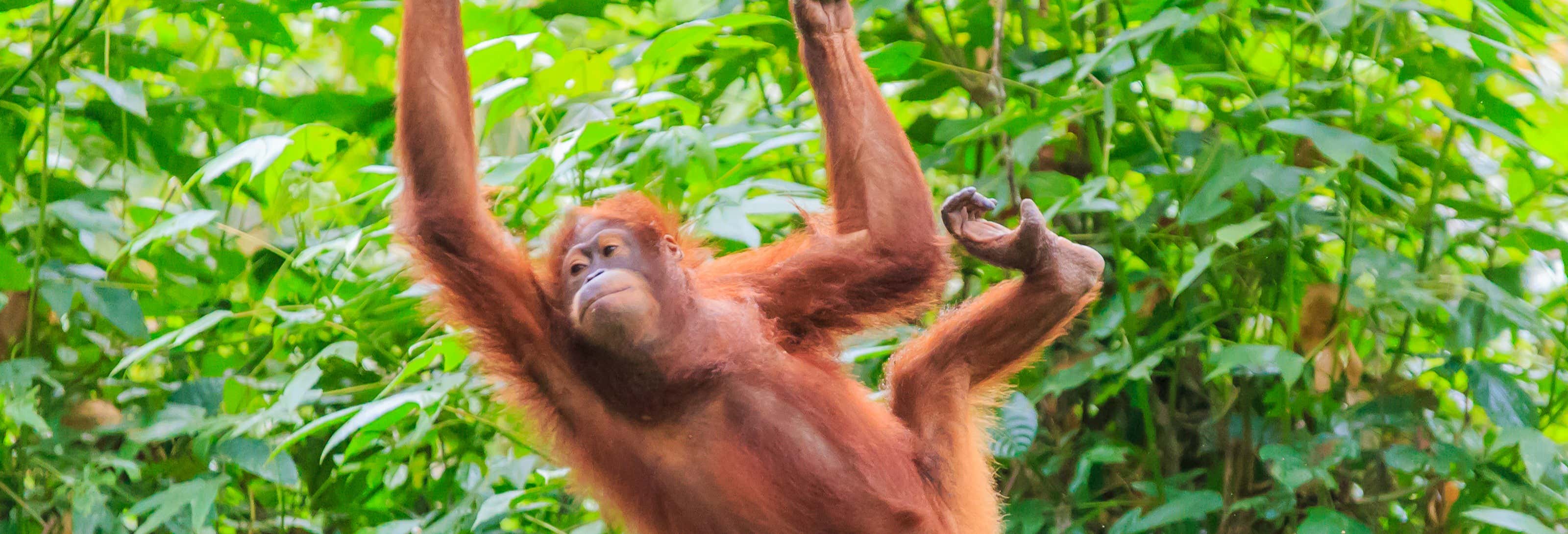 Private Borneo Cruise and Orangutan Sighting